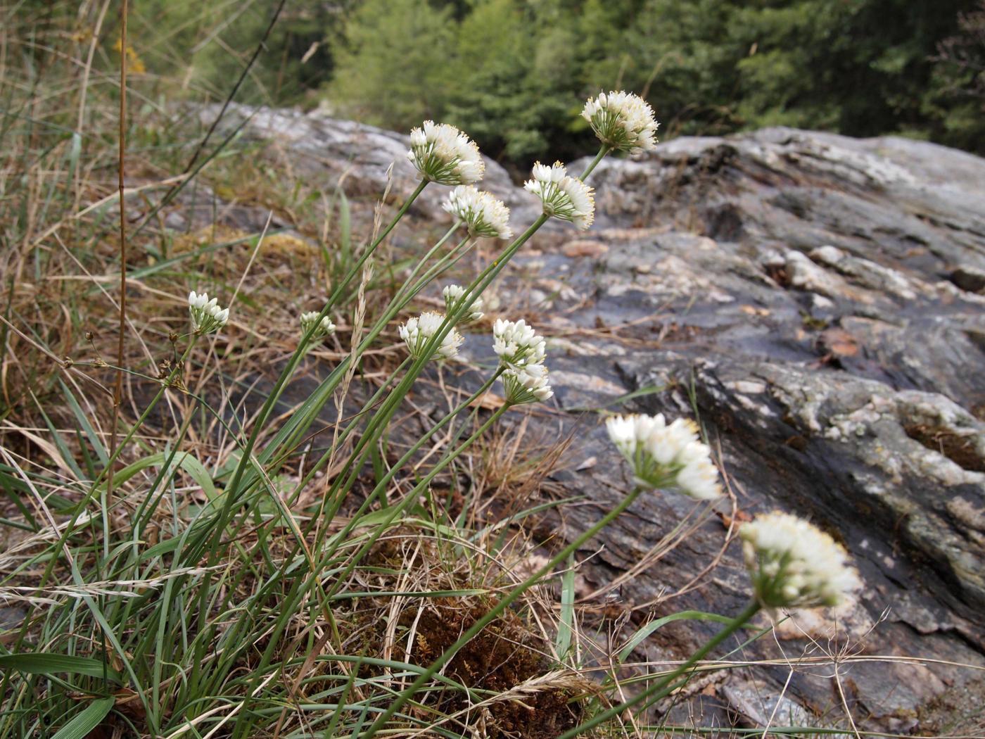 Garlic, Mountain var. albino plant